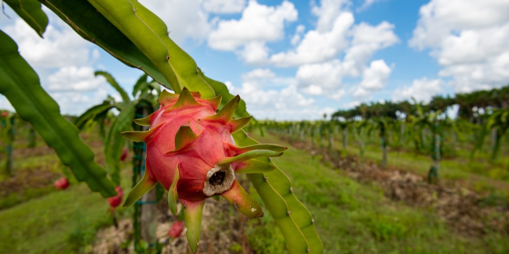 Can you grow dragon fruit in Florida