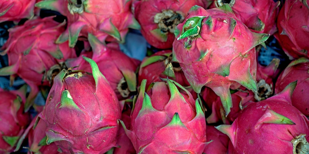 Can you grow dragon fruit in Florida