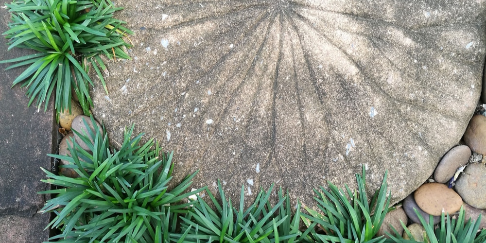 Dwarf Mondo Grass Between Pavers