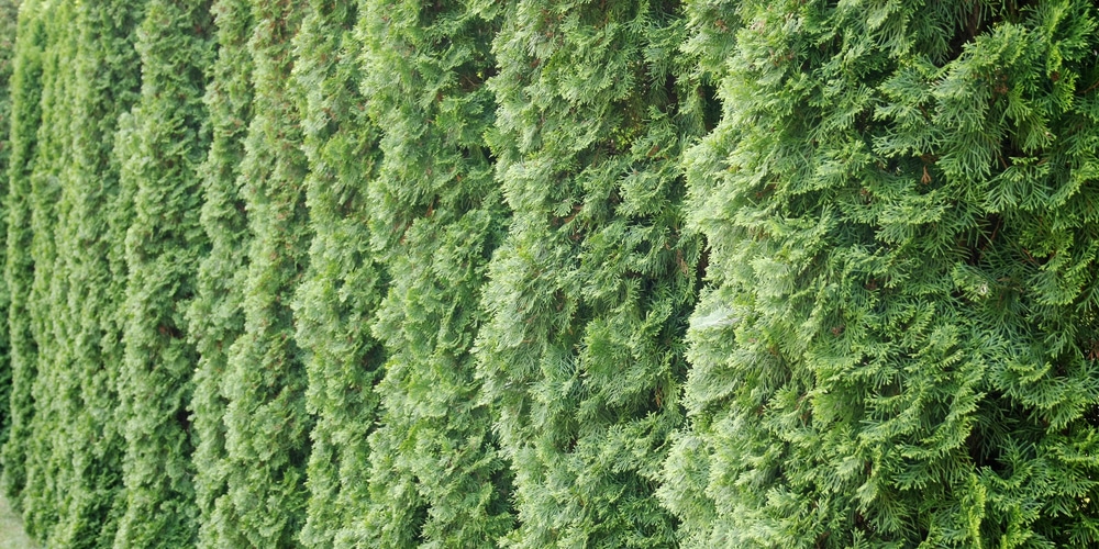 emerald green arborvitae spacing for privacy