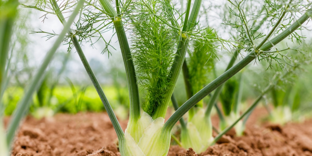 Planting Perennial Herbs in Zones 7 and 7b