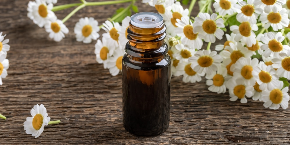 feverfew vs chamomile