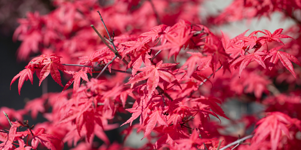 trees with pink leaves