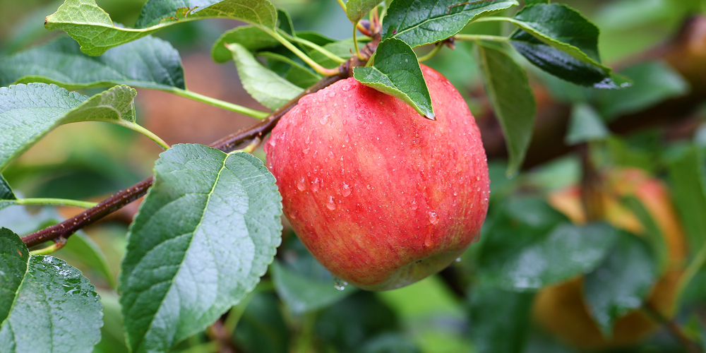 fruit trees in ct