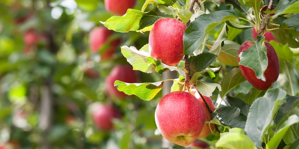 CA Apple trim dates