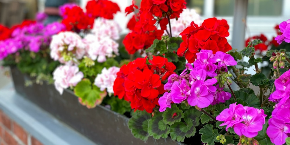 When To Plant Geraniums In Seattle