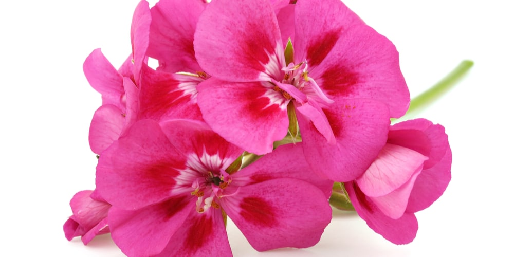 When Do Geraniums Bloom?