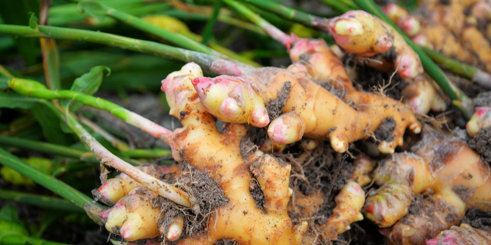 Can you Grow Ginger in The Pacific Northwest?