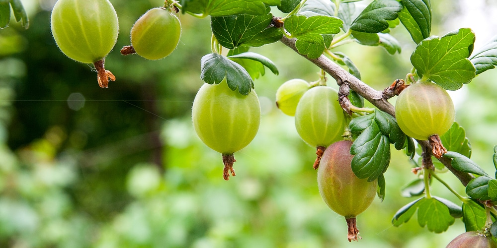 Names of Green Fruits