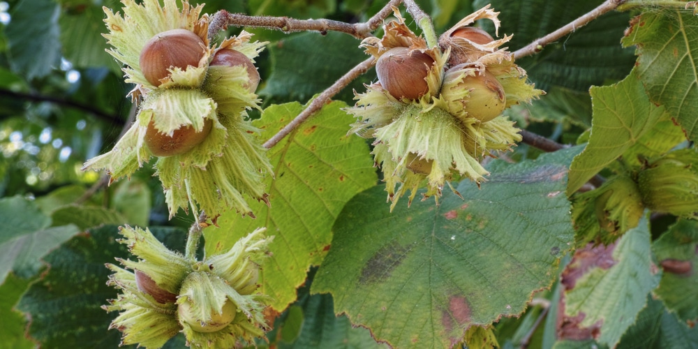 Do Hazelnuts Grow In Washington State