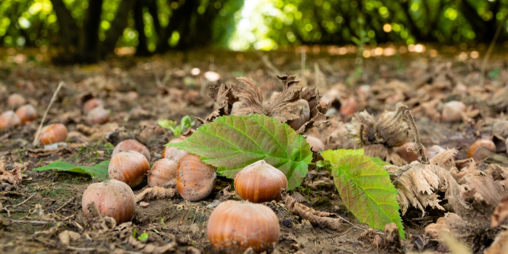 Do Hazelnuts Grow In Washington State