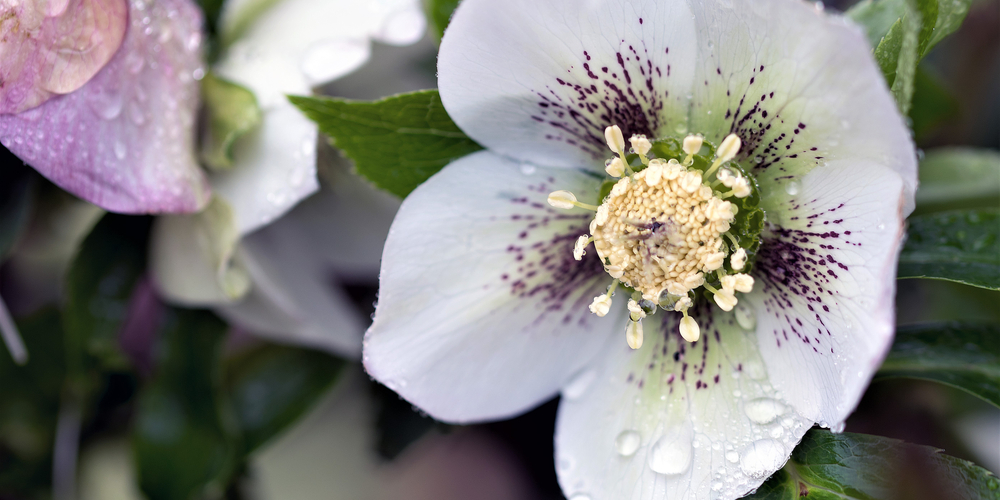 Hellebores Zone 8