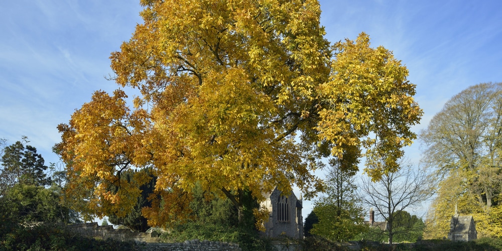 Hickory Trees Maryland