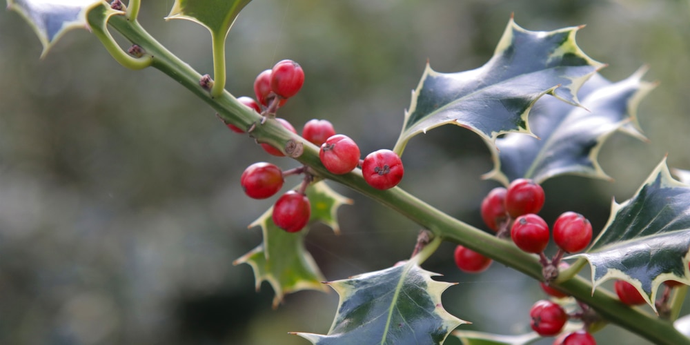 do birds eat holly berries