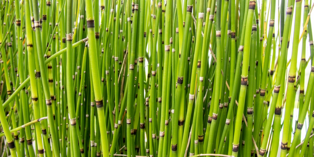 Does Horsetail Reed Grow In Shade
