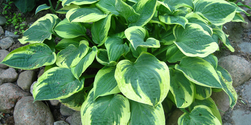 coral bells and hostas