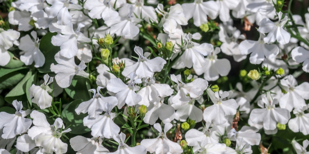 Hot Snow White Lobelia