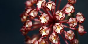 hoya finlaysonii