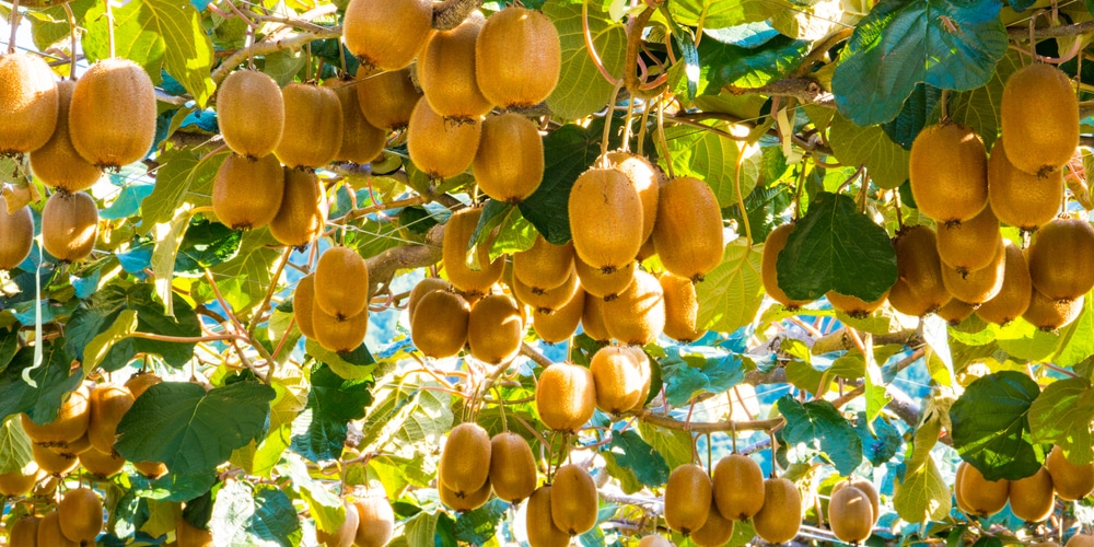 do kiwis grow on trees