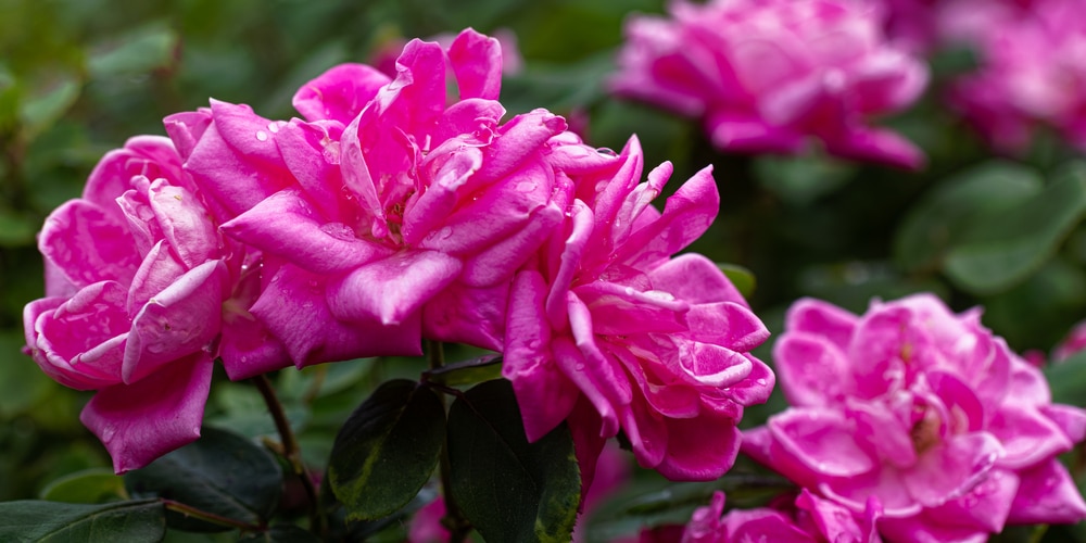 best soil for roses in pots