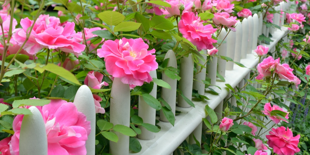 Will Knockout Roses Grow in the Shade?