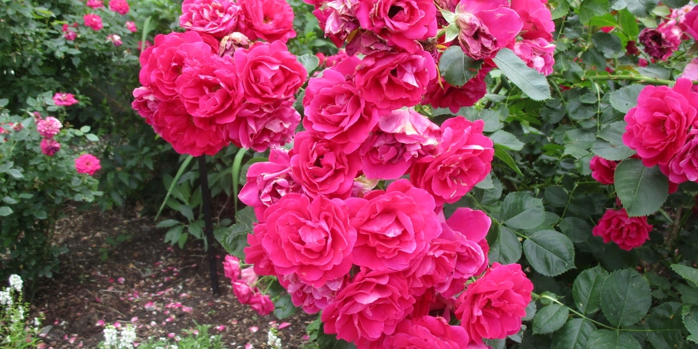 trees with pink flowers