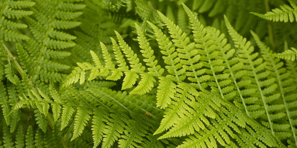 ferns for zone 9