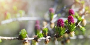 How to Grow Larch From a Seed