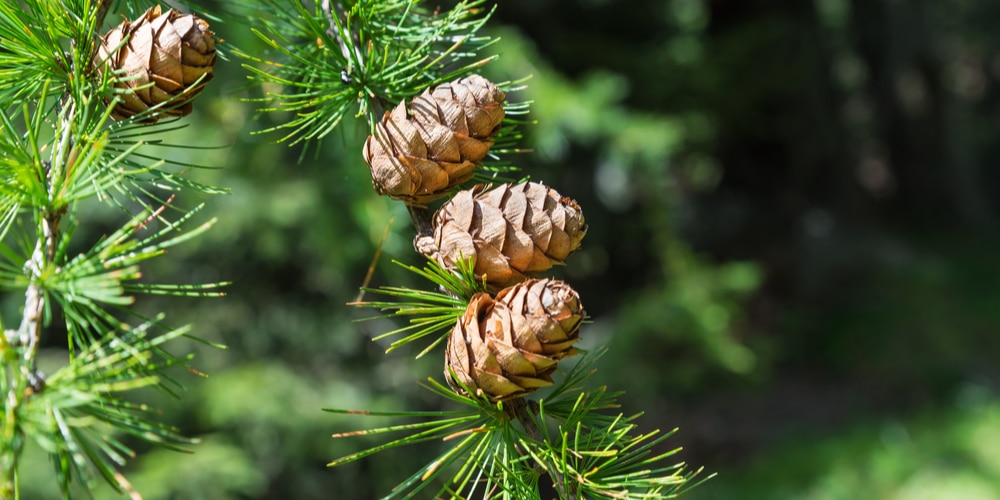 How to Grow Larch From a Seed
