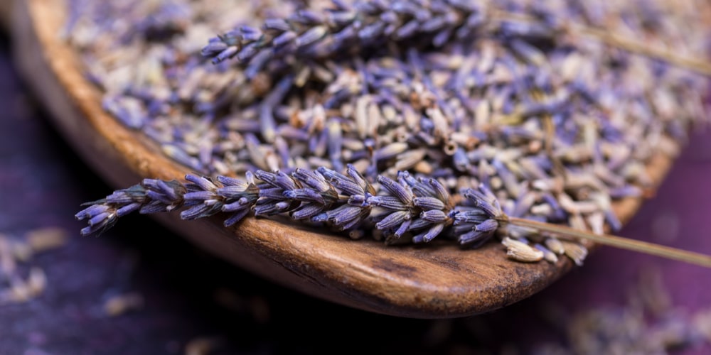 what does lavender symbolize