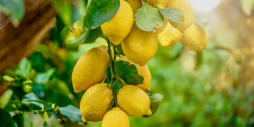 can lemon trees grow in new hampshire