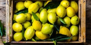 how often do lemon trees produce fruit