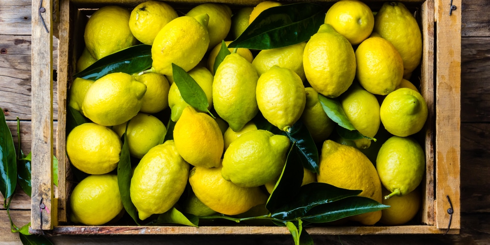 lemons and cloves to keep bees away