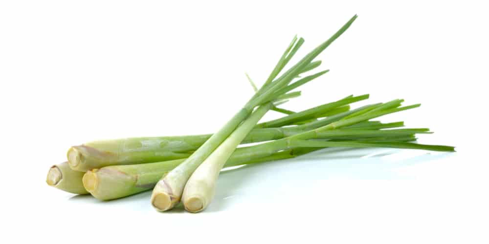 Does Lemongrass Grow Back After Harvesting?