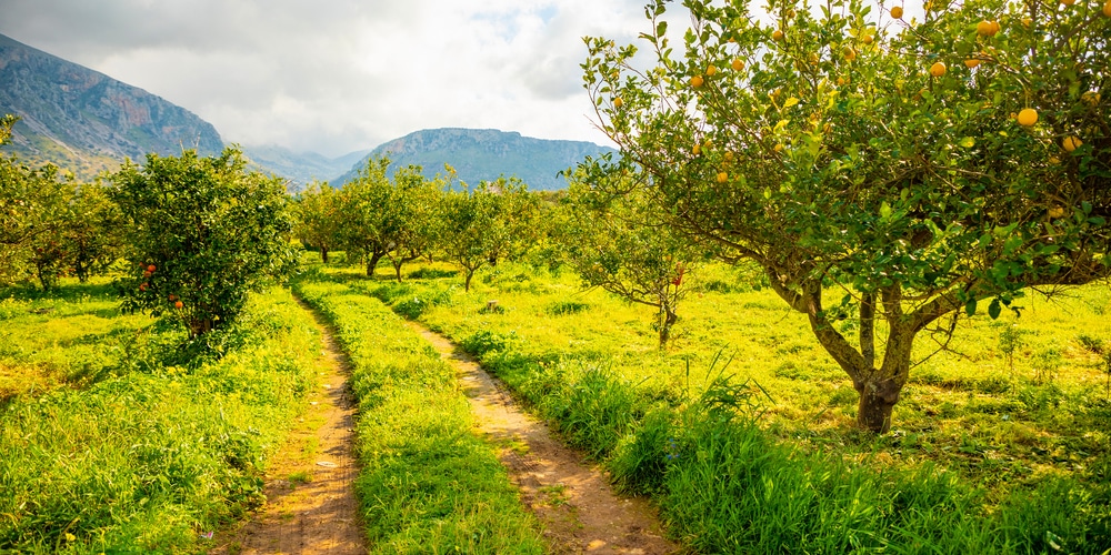 Citrus Tree Fertilizer