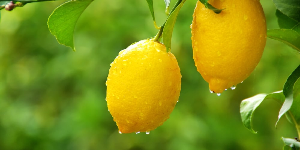 can you grow a lemon tree in massachusetts
