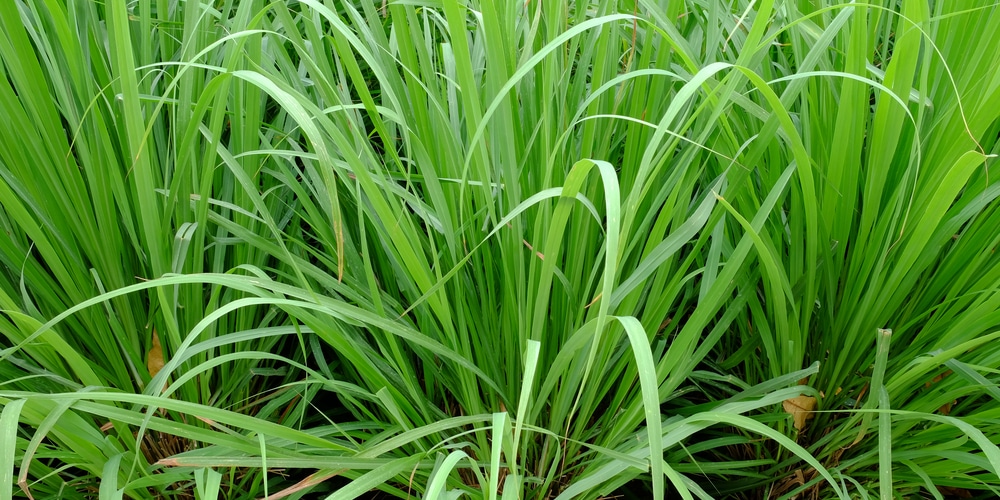 Flowering Lemongrass