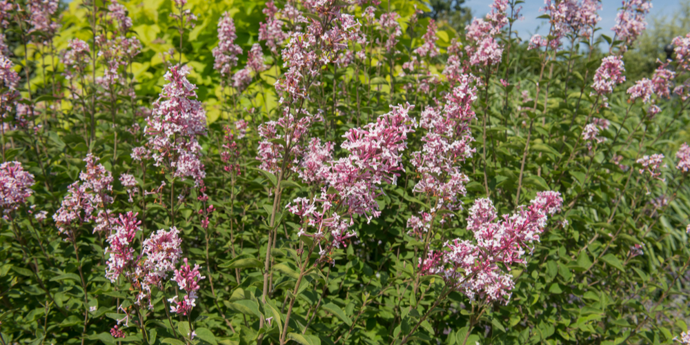 Do Lilacs Grow in Georgia?