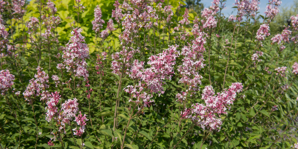 How Far To Plant Lilac From House