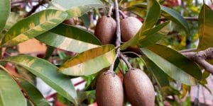 Can Mamey Grow in California?