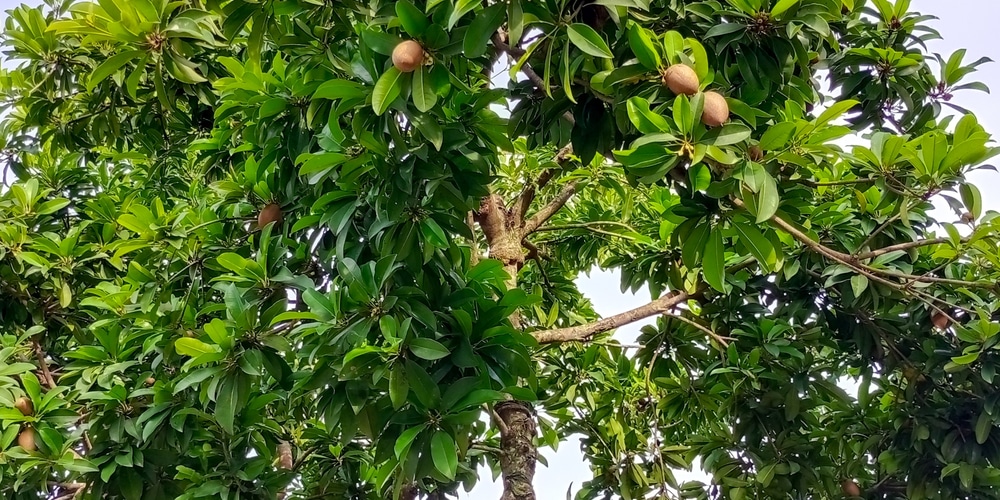 Can Mamey Grow in California?