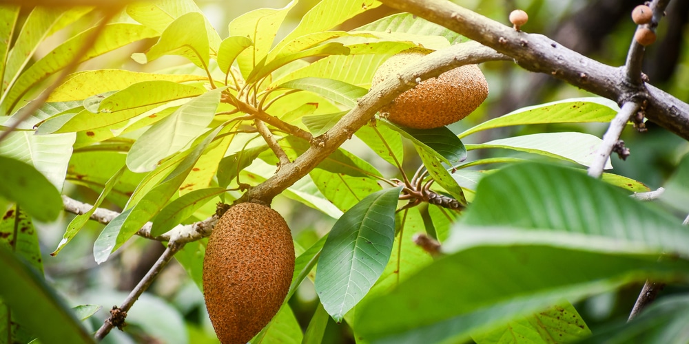 Can Mamey Grow in California?