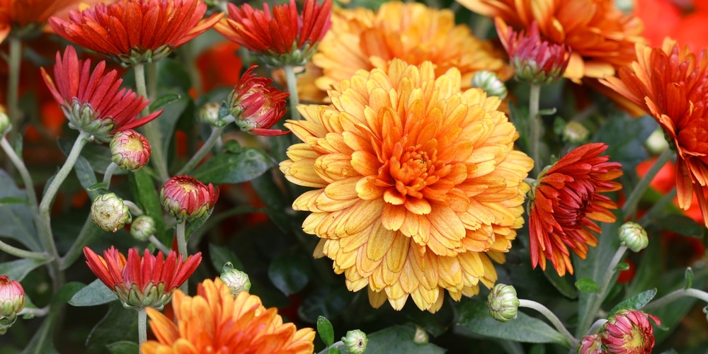 Do Mums Grow In Florida? [Sure! Heres Which Varieties]