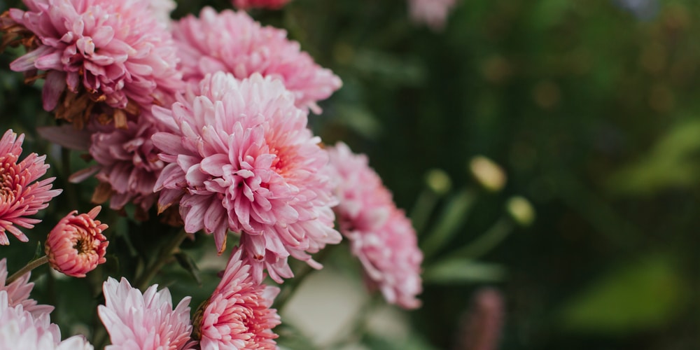 Do Mums Grow In Florida?