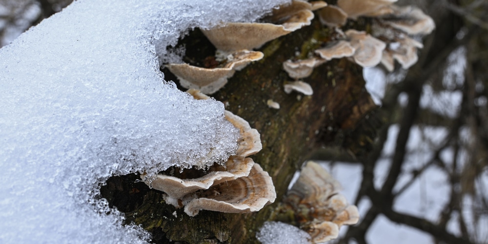 Can Mushrooms Grow In Snow