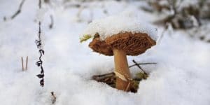 Can Mushrooms Grow In Snow