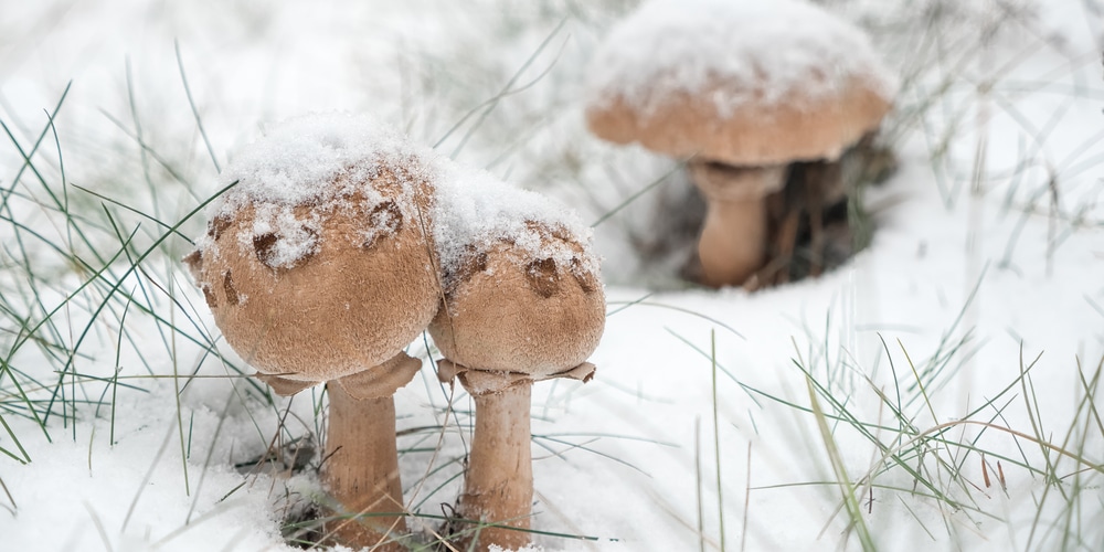 Can Mushrooms Grow In Snow