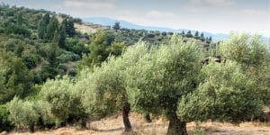 Spanish Olive Tree: Growth and Care Guide