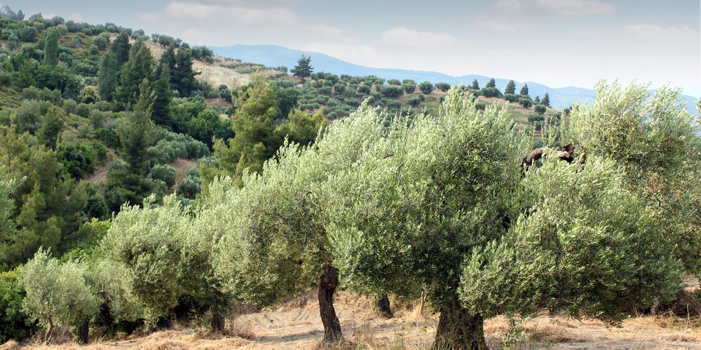 Olive Trees in California 