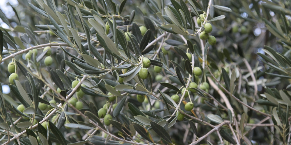 Can you grow olives in Florida